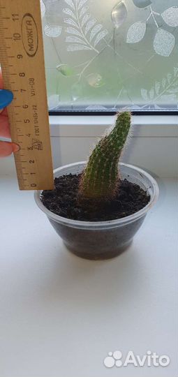 Кактусы и суккуленты, денежное дерево, алоэ