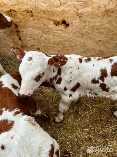 Телята доставка