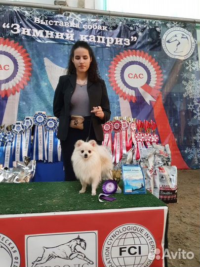 Хендлер. Подготовка к выставкам