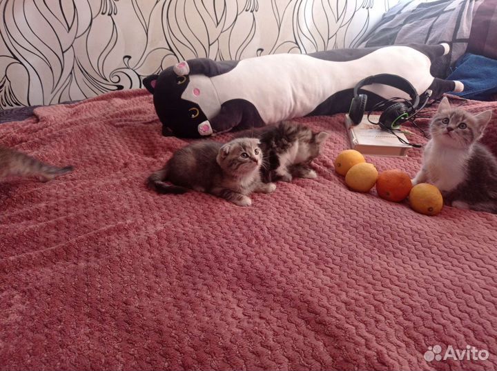 Шотландские котята