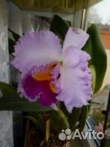 Орхидеи