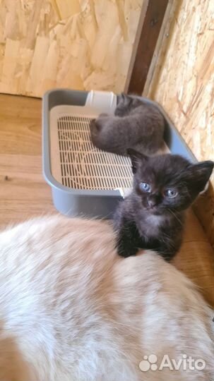 Котята