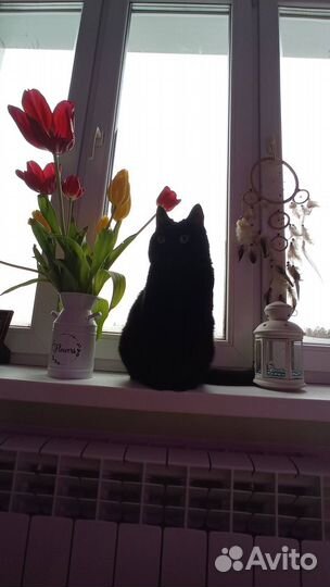 Усы кота и шиншиллы