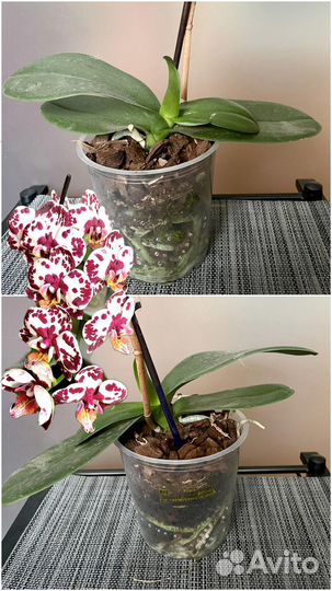 Орхидеи скопом