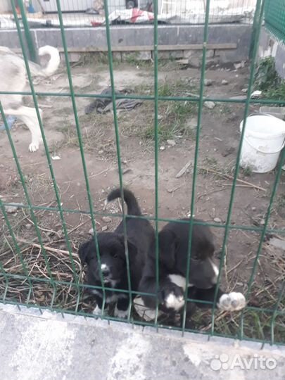 Отдам в добрые руки двух щенят алобаи