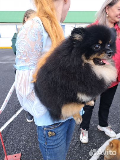 Немецкий шпиц