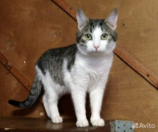 Котёнок Миха в поисках семьи