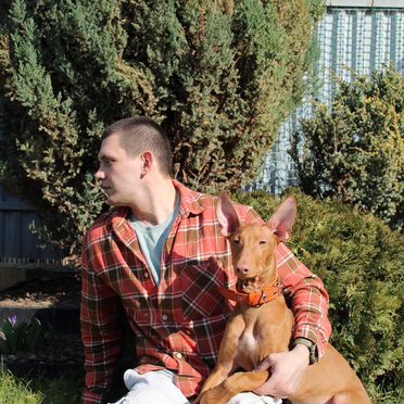 Фараонова собака, щенок