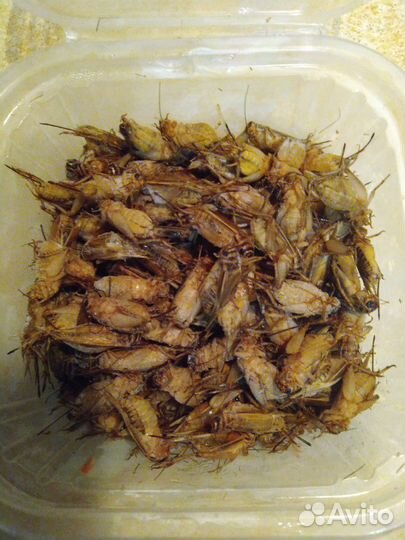 Кормовые насекомые, сверчки