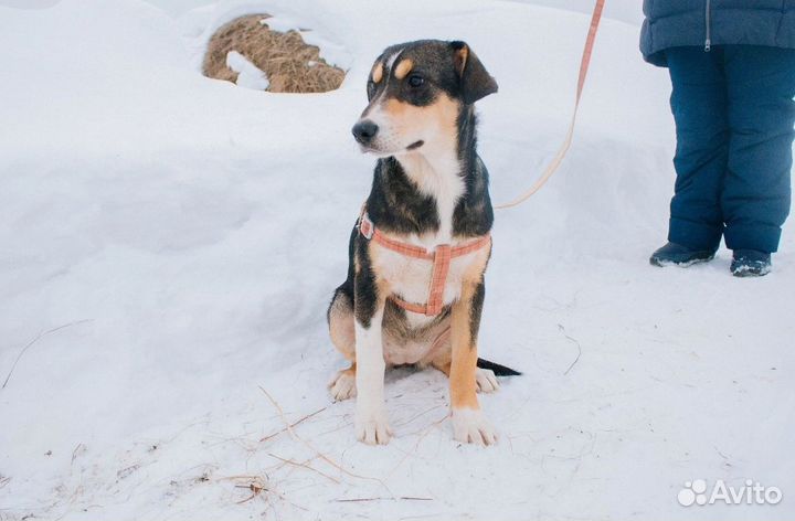 Собака в добрые руки