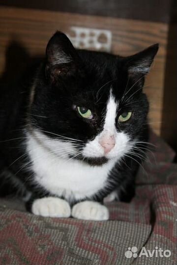 Котик Кузя в добрые руки