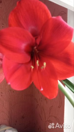 Гиппиаструм