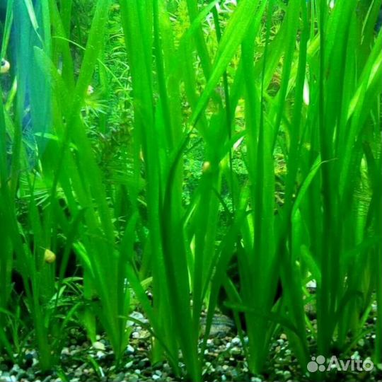 Набор растений и рыбок