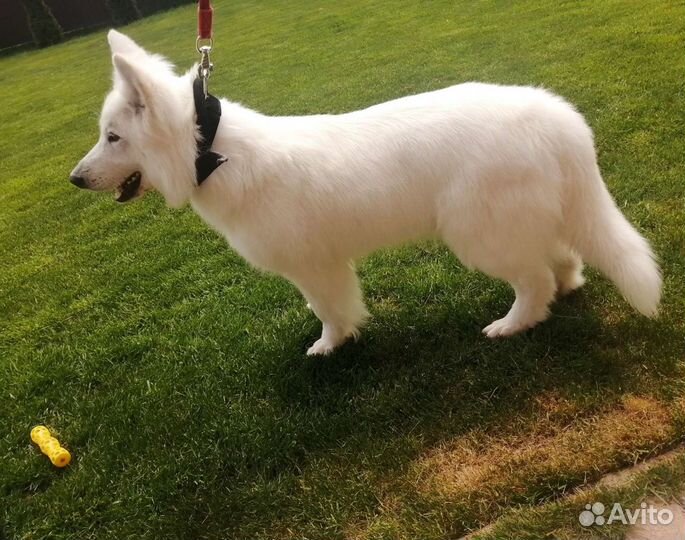 Грумер (Стрижка собак)