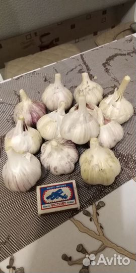 Чеснок зимний