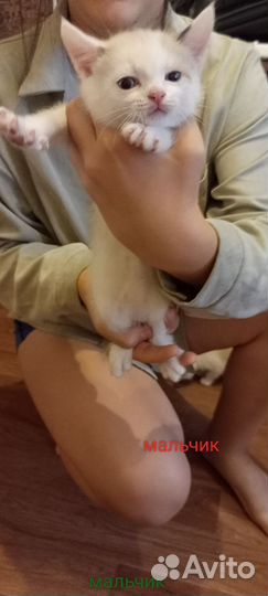 Отдаём котят в добрые руки