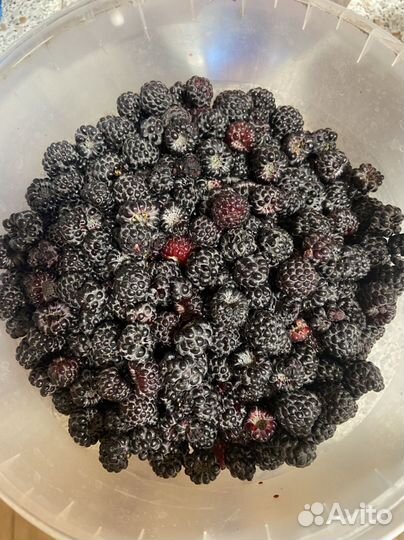 Саженцы черной малины Кумберленд