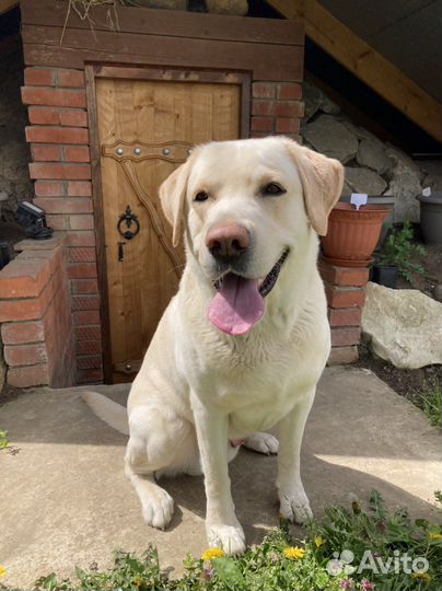Кобель лабрадора вязка