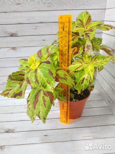 Колеус мозаик комнатные растения
