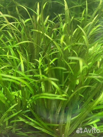 Аквариумные растения. Коридорасы Пигмеи