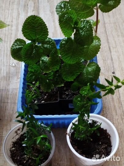 Комнатные цветы разные