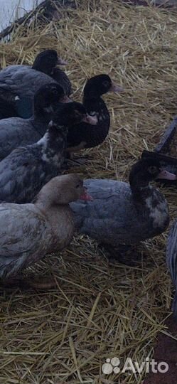 Инкубационное яйцо индоуток и кур доминантов