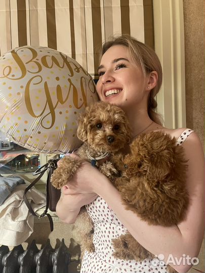 Кинолог РКФ (Помощь в выборе щенка, дрессировка)