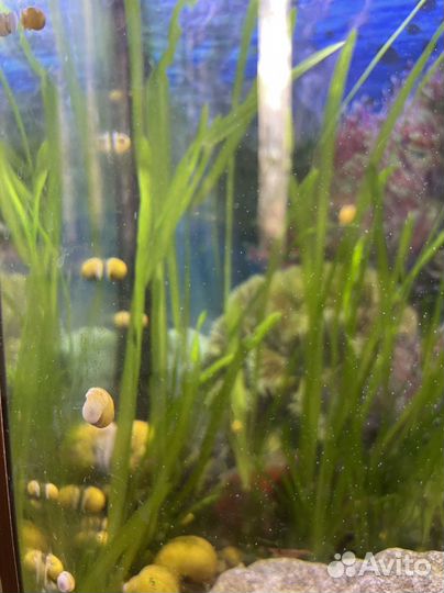 Улитки ампулярии