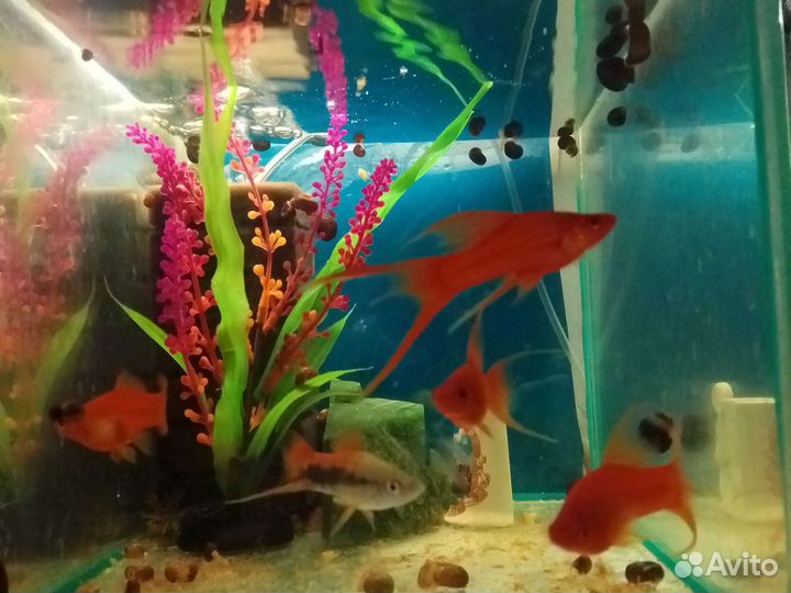 Аквариумные рыбки