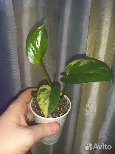 Сциндапсус эпипремнум