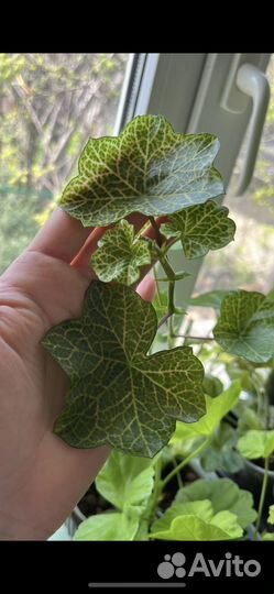 Пеларгония