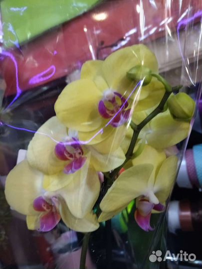 Орхидея фаленопсис редькие сорта
