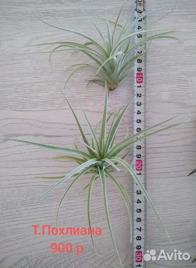 Тилландсия атмосферная часть 2