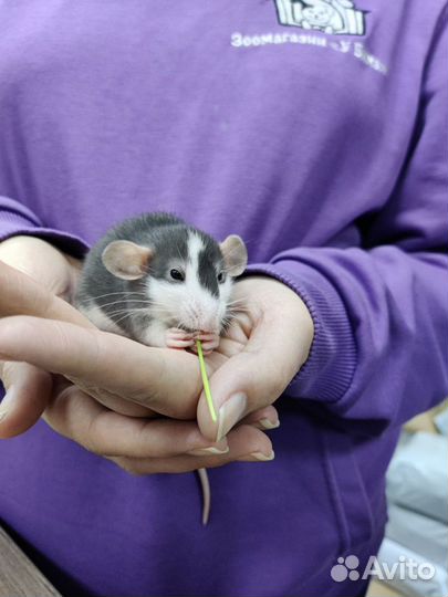 Декоративная крыса