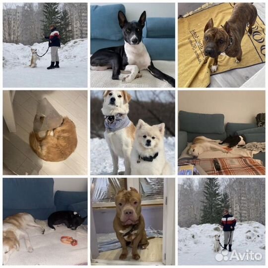 Зоогостиница