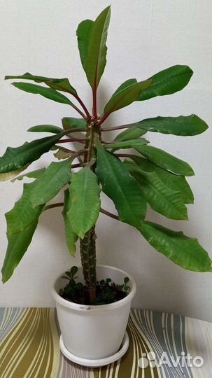 Молочай гребенчатый