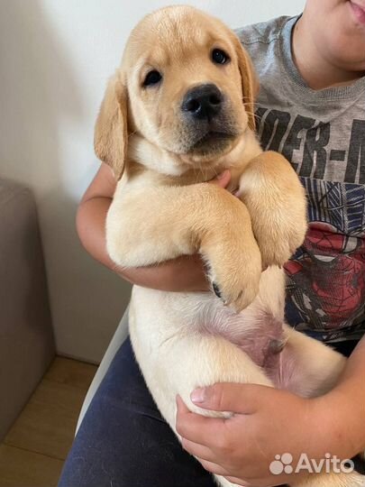 Лабрадор ретривер щенки