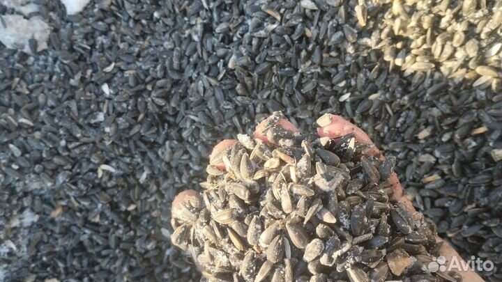 Семечки подсолнечника и овес лузга подсолнечника