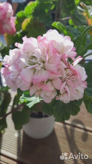 Пеларгония