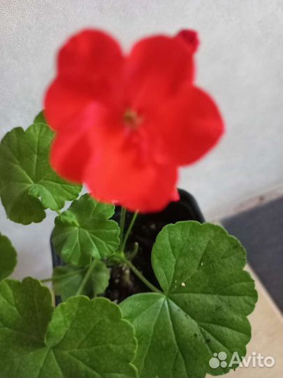 Пеларгония герань сортовая