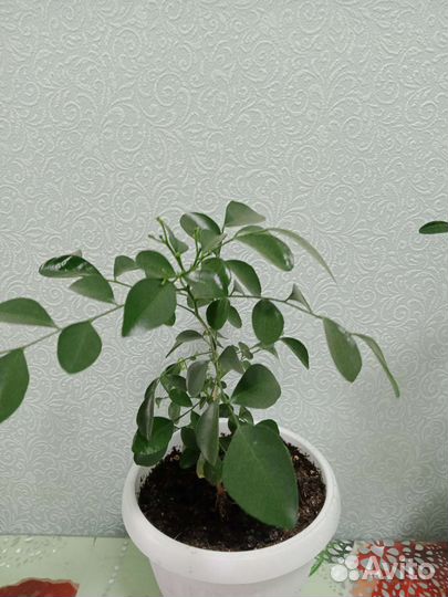 Мурайя цветущая 4года