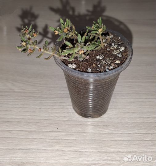 Суккуленты