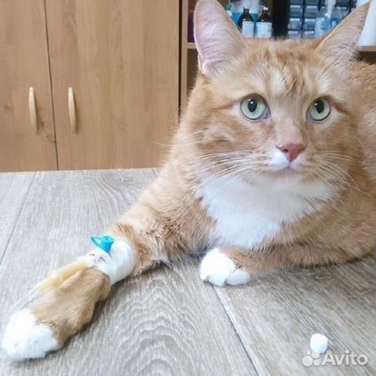 Ветеринар на дом 24/7