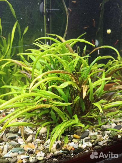Аквариумное растение