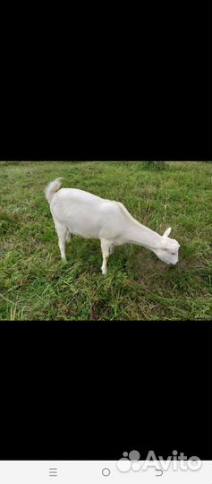 Зааненские дойные козы, козел