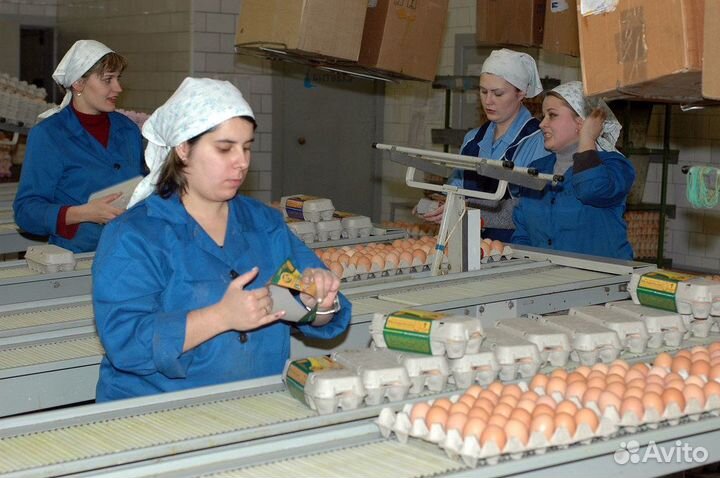 Вакансия на птицефабрике, фасовщик