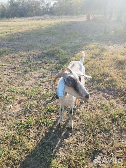 Коза дойная молочная