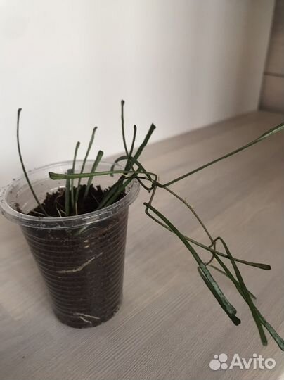 Хойя акута, ретуза, манипуренсис, нарциссифлора