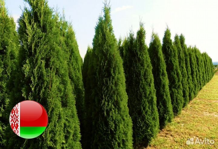 Туя 180см