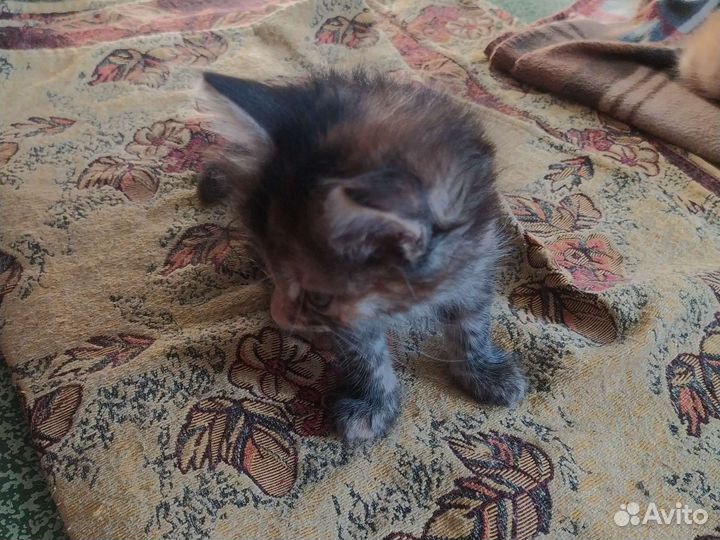 Котятки домашние 2 месяца
